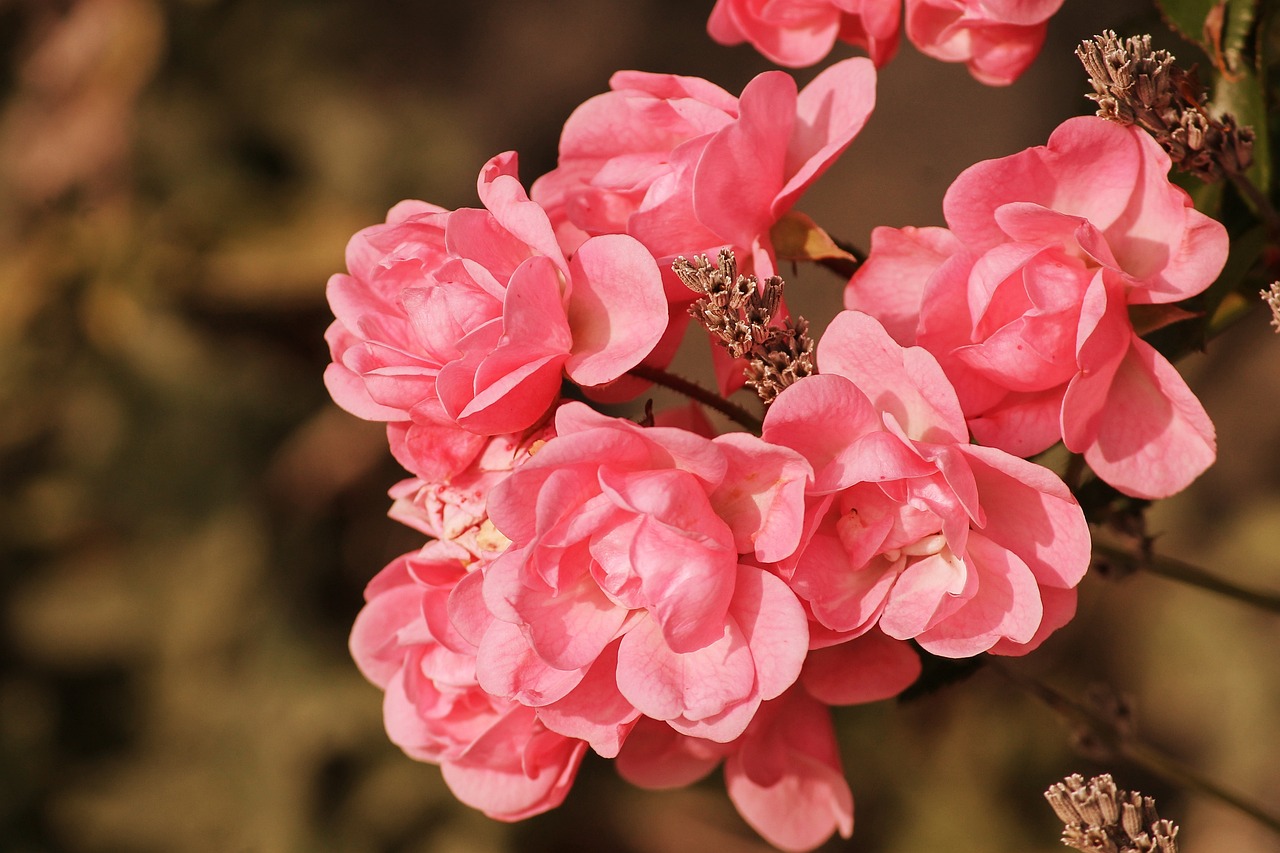 花兒最新版探索，綻放之美與深層內(nèi)涵