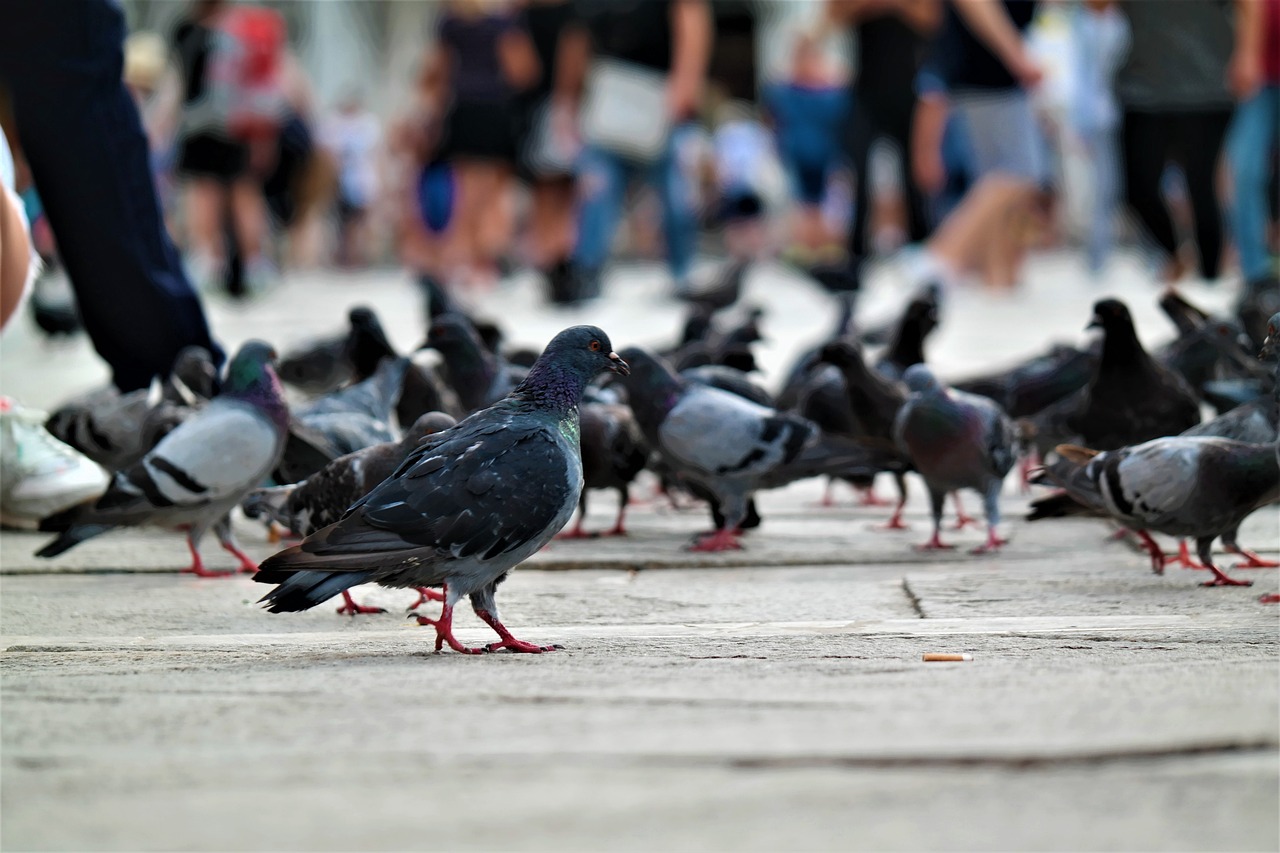 探索鳥類世界的新詞匯，最新鳥詞組詞探索