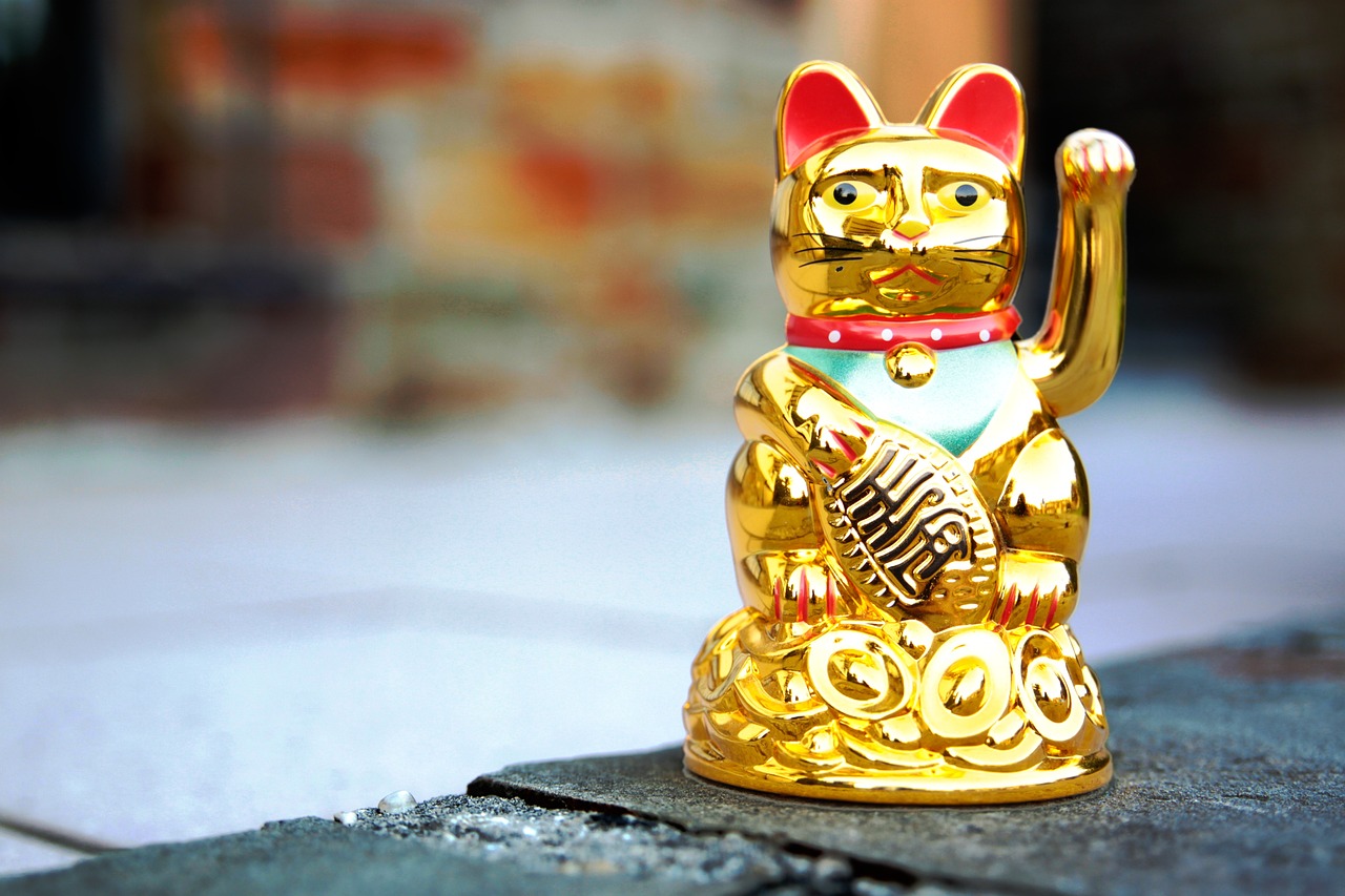 貓仙尊最新動態(tài)，神秘魅力引期待