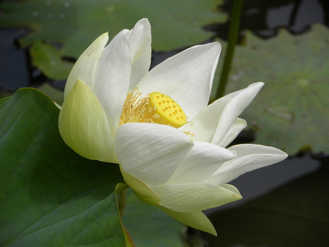 高測股份最新動態(tài)，創(chuàng)新引領(lǐng)，邁向高質(zhì)量發(fā)展新征途