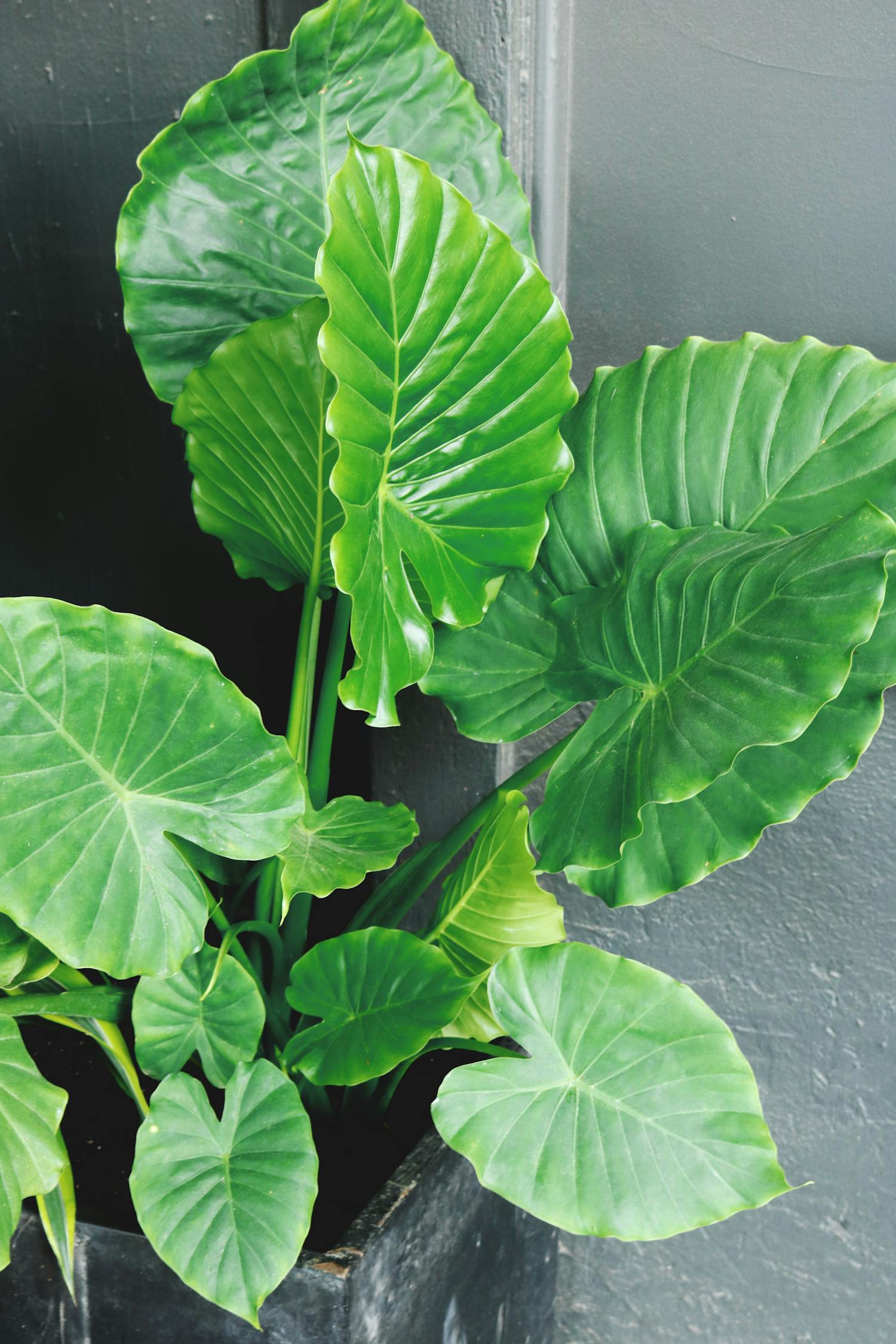 最新生態(tài)菜園，開啟綠色生活嶄新篇章