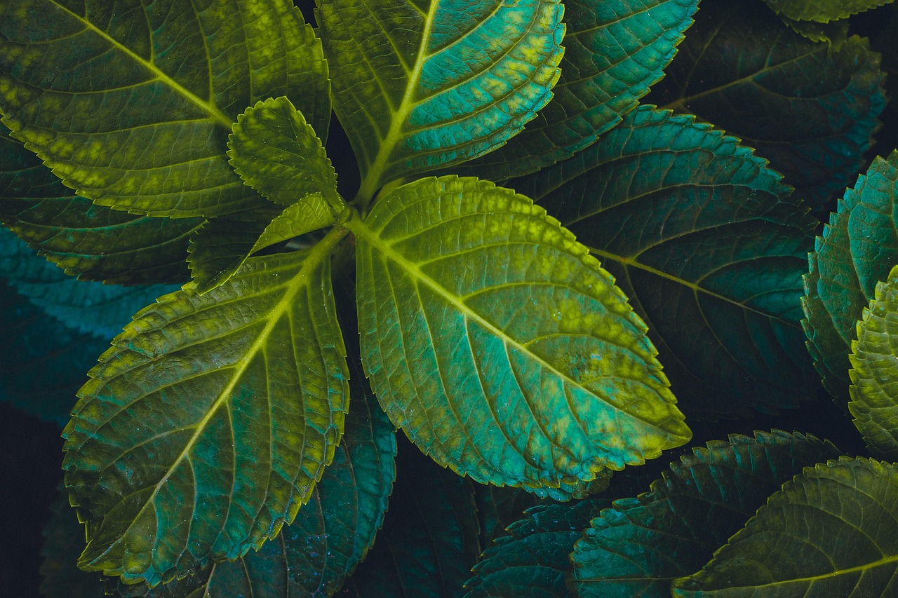 探索未知綠色世界，最新大棵植物一覽