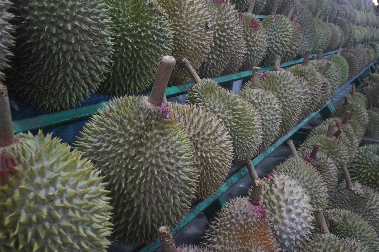 最新菠蘿蜜，熱帶水果之王的美味與健康并存體驗
