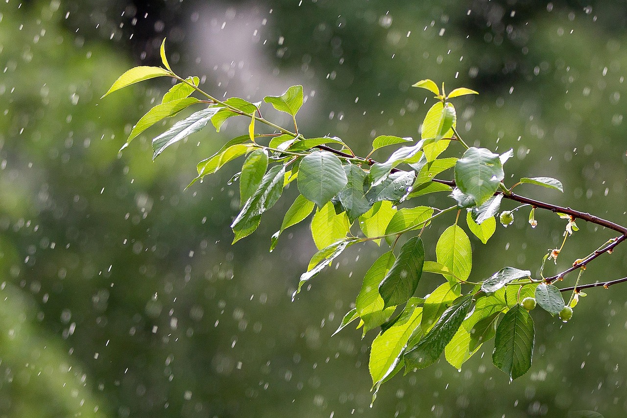 沈陽暴雨預警，如何應對即將到來的暴雨天氣攻略